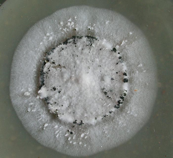 macrostoma