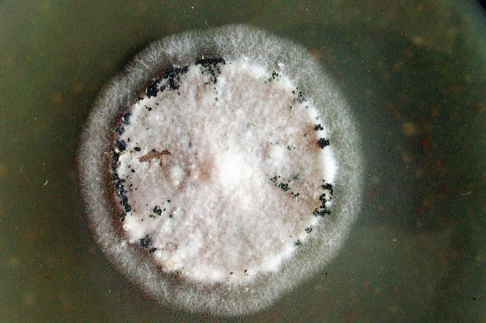 macrostoma