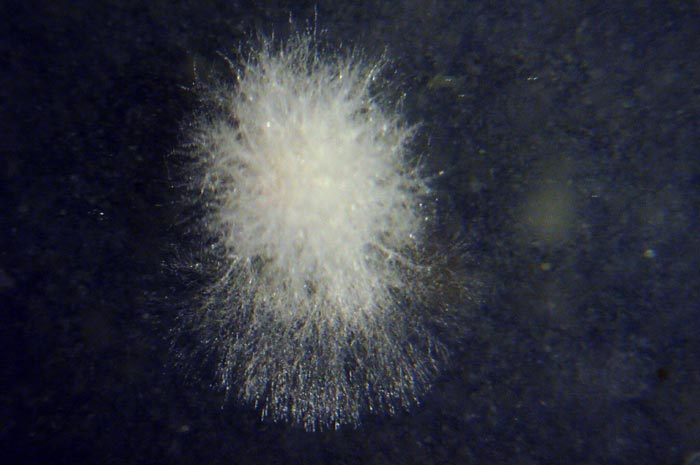 macrostoma