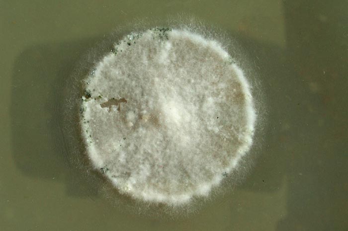 macrostoma