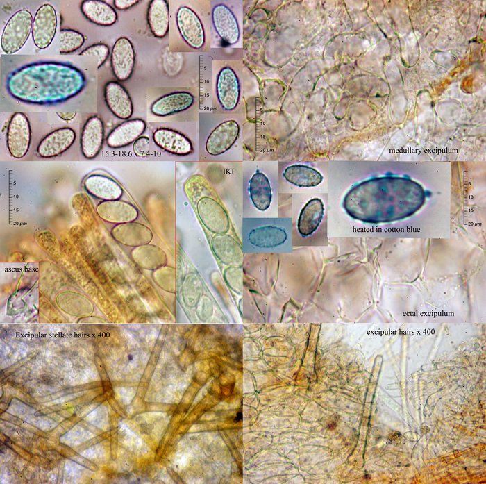 macrostoma