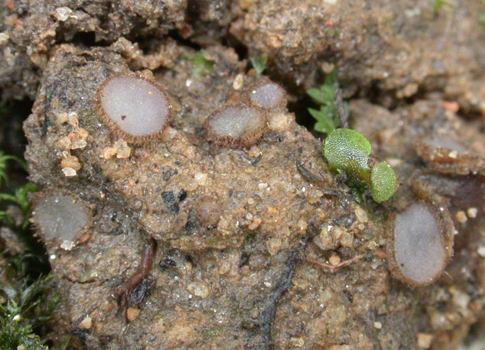 macrostoma