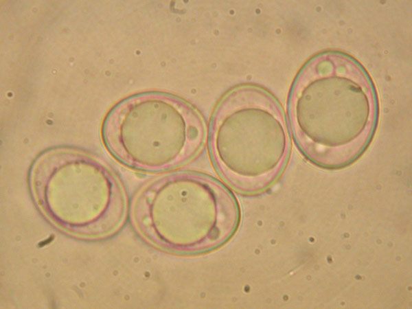 macrostoma