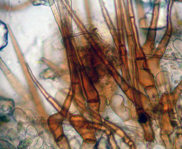 macrostoma