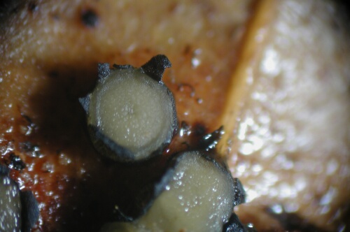 macrostoma