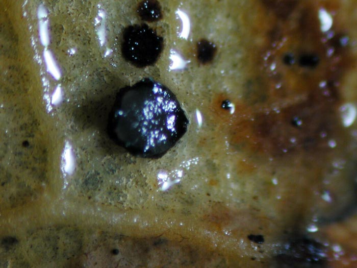 macrostoma