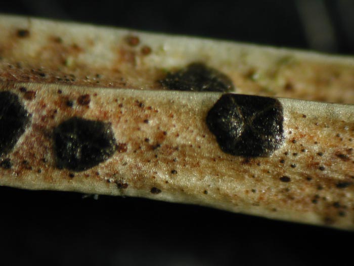macrostoma