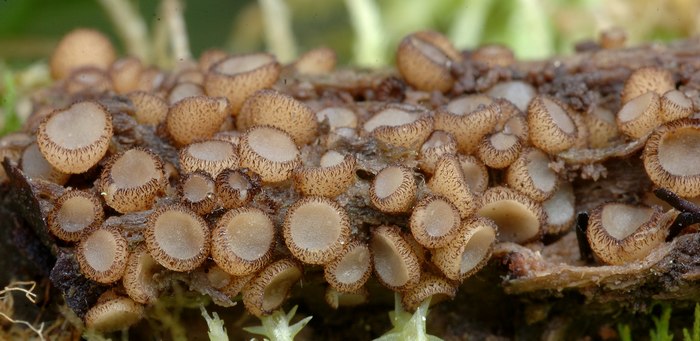 macrostoma