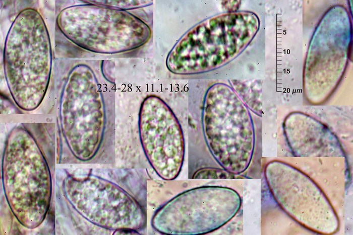 macrostoma