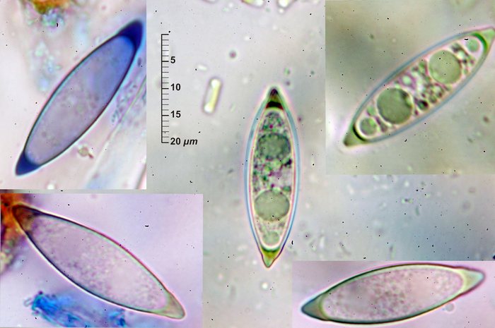 macrostoma