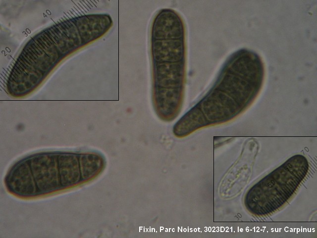 macrostoma
