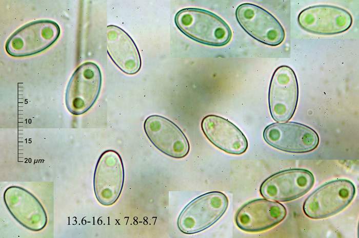 macrostoma