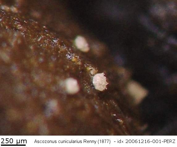 macrostoma