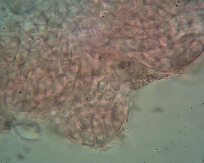macrostoma