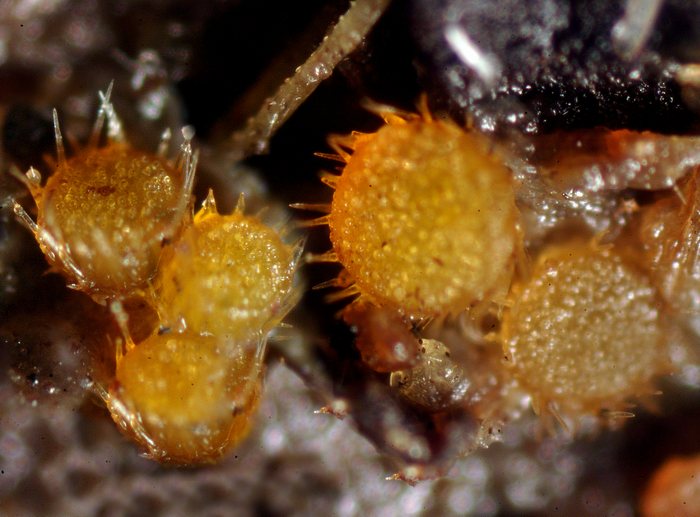 macrostoma