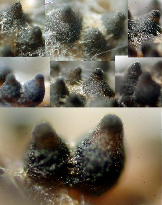 macrostoma