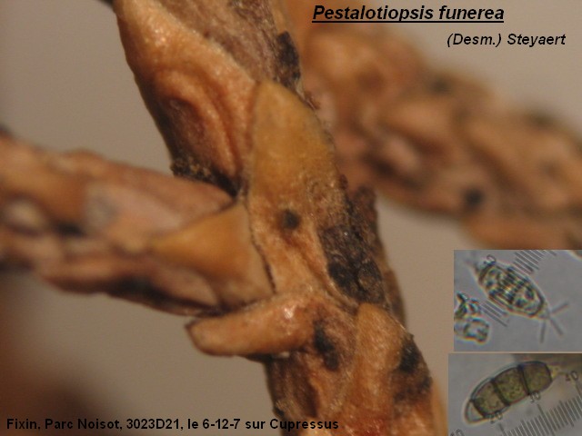 macrostoma