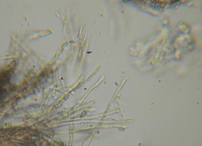 macrostoma