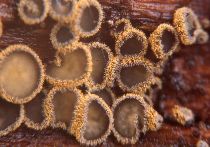 macrostoma