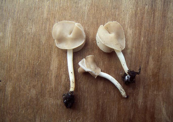 macrostoma