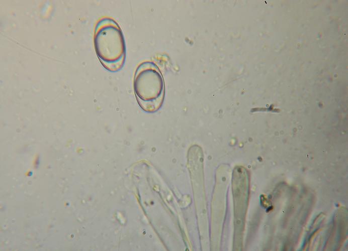 macrostoma