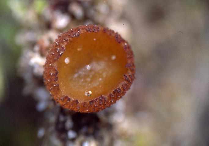 macrostoma