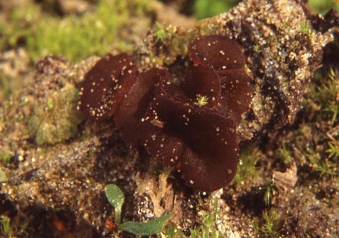 macrostoma