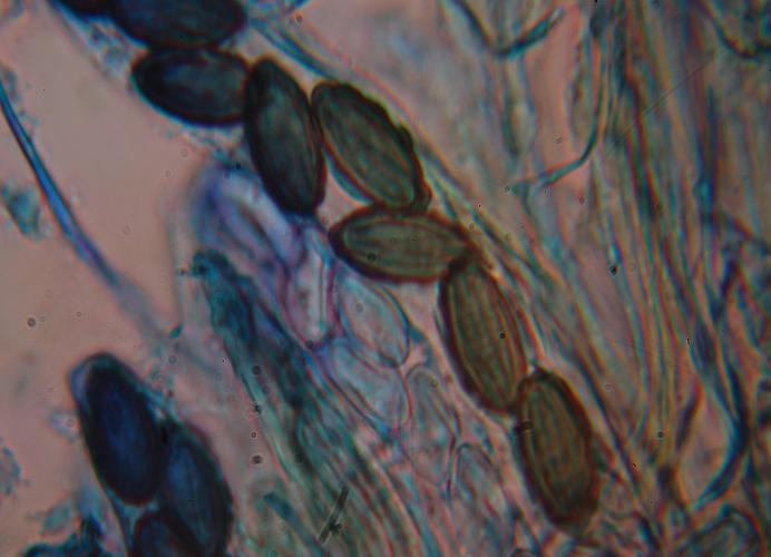 macrostoma