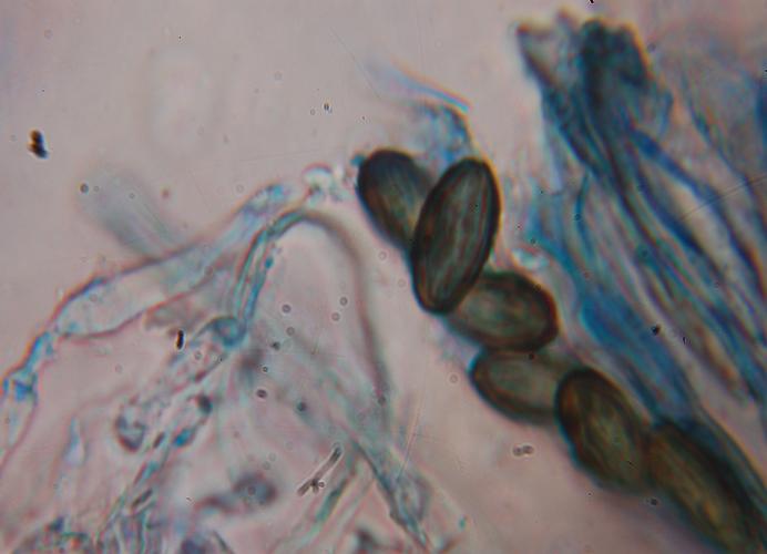 macrostoma