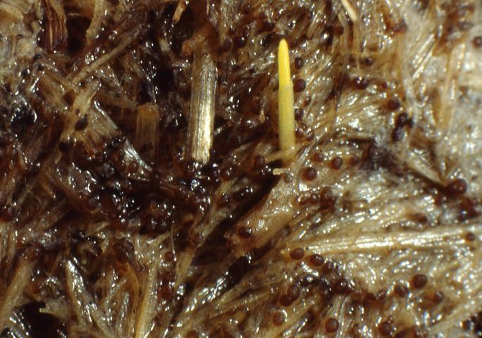 macrostoma