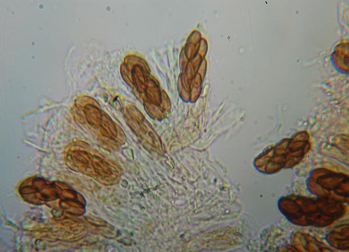 macrostoma