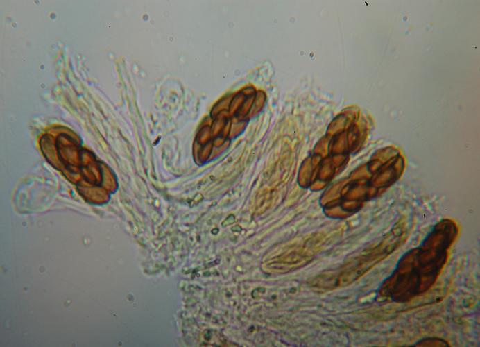 macrostoma