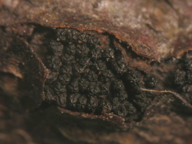 macrostoma