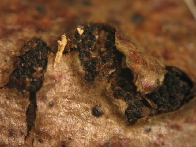 macrostoma