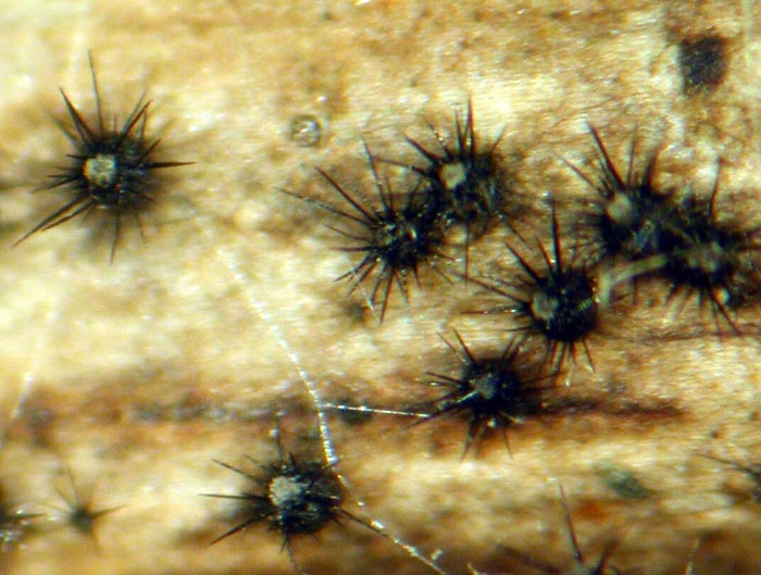 macrostoma
