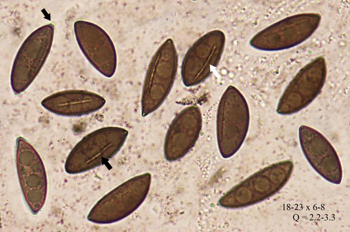 macrostoma