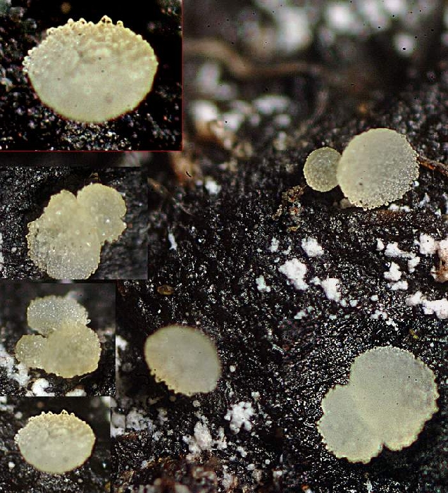 macrostoma