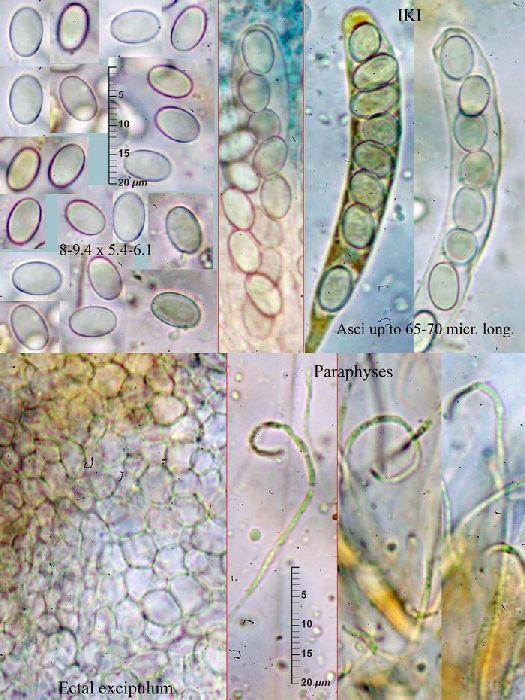 macrostoma