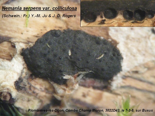 macrostoma