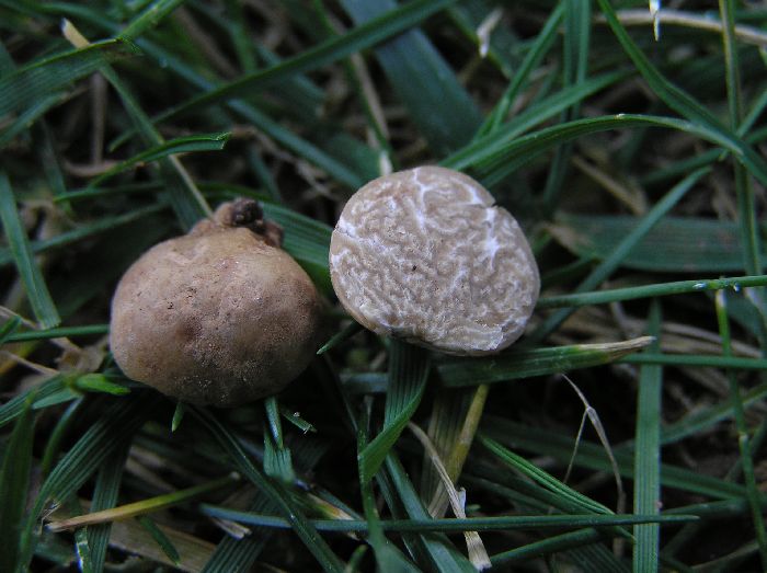 macrostoma
