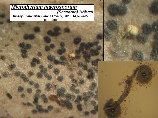 macrostoma