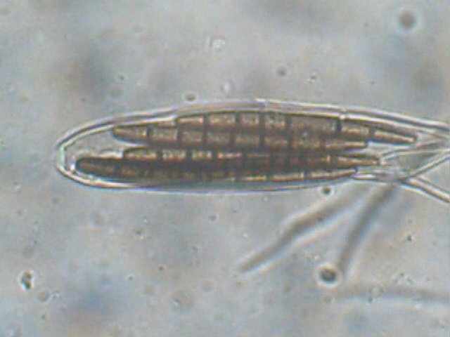 macrostoma