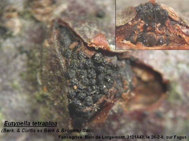 macrostoma