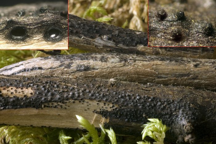 macrostoma