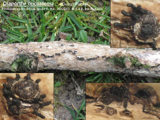 macrostoma