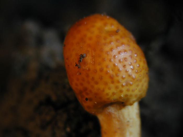 macrostoma
