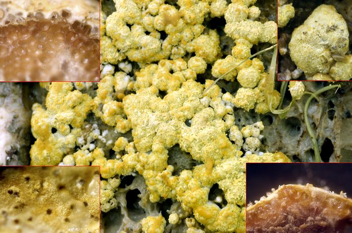 macrostoma