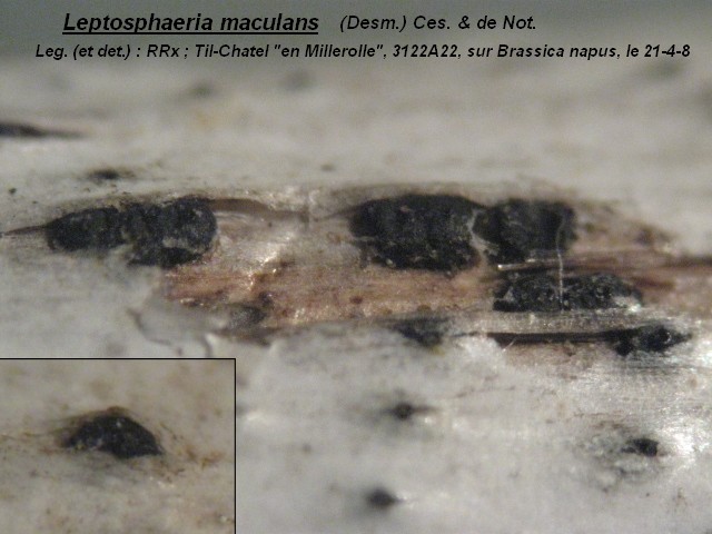 macrostoma