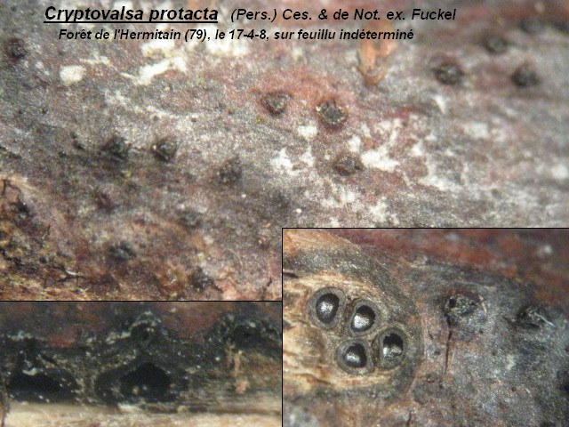 macrostoma