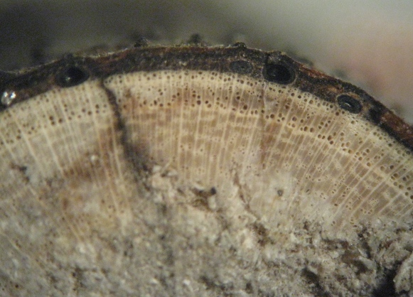 macrostoma